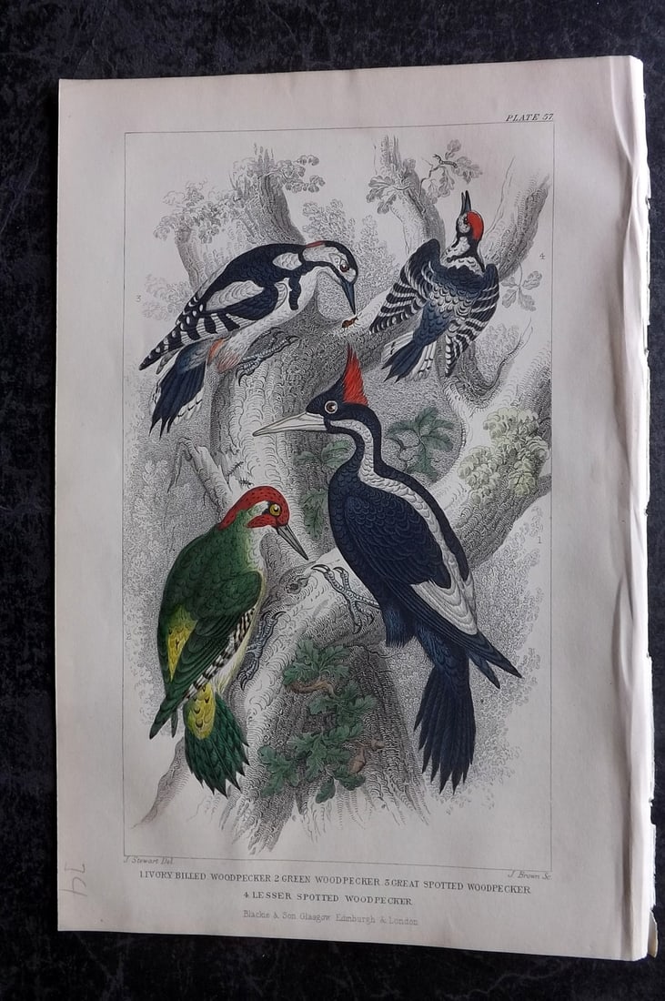 Goldsmith, Oliver 1870 Hand Col Bird Print. Woodpecker (1 of 1)