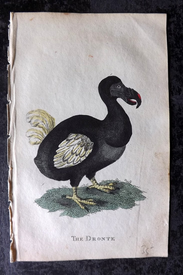 Holloway, William 1804 Hand Col Bird Print. Extinct Dodo (1 of 1)