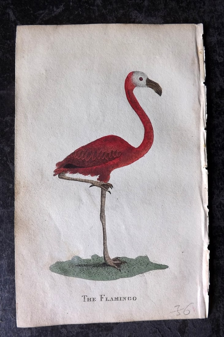 Holloway, William 1804 Hand Col Bird Print. Flamingo (1 of 1)