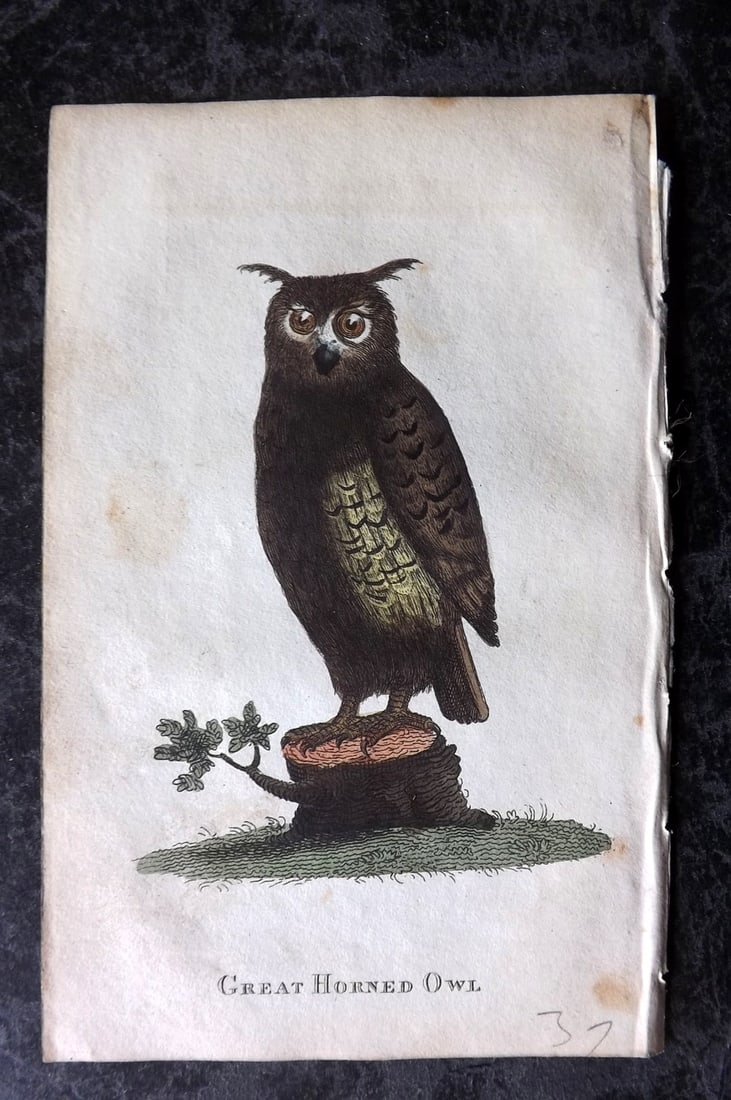 Holloway, William 1804 Hand Col Bird Print. Great Horned Owl (1 of 1)