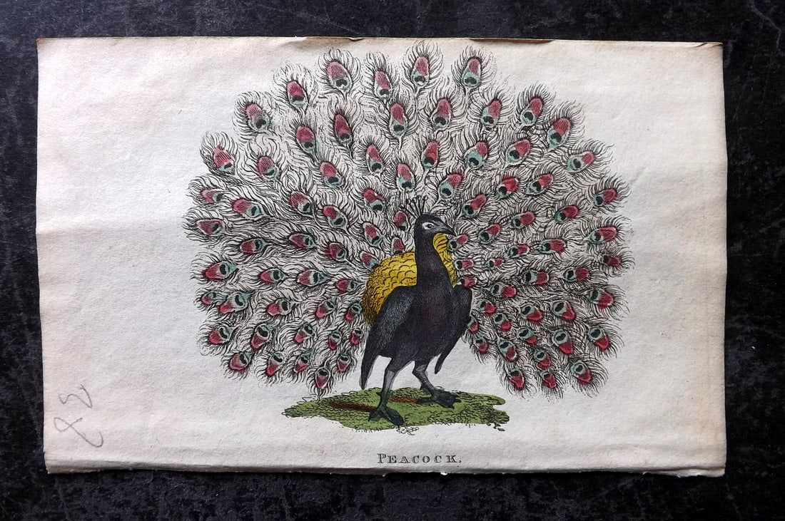 Holloway, William 1804 Hand Col Bird Print. Peacock (1 of 1)