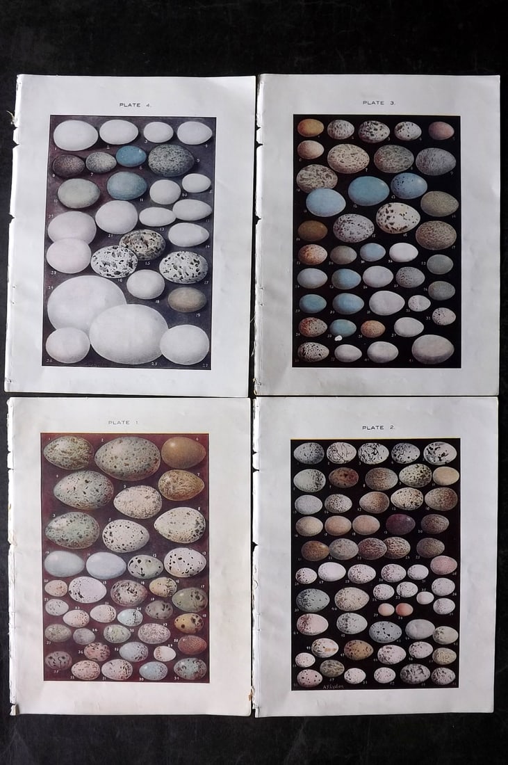 Lydon, Alexander 1910 Lot of 4 Antique Bird Prints (1 of 2)