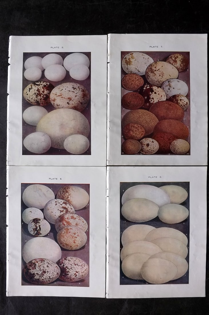 Lydon, Alexander 1910 Lot of 4 Antique Bird Prints (1 of 2)