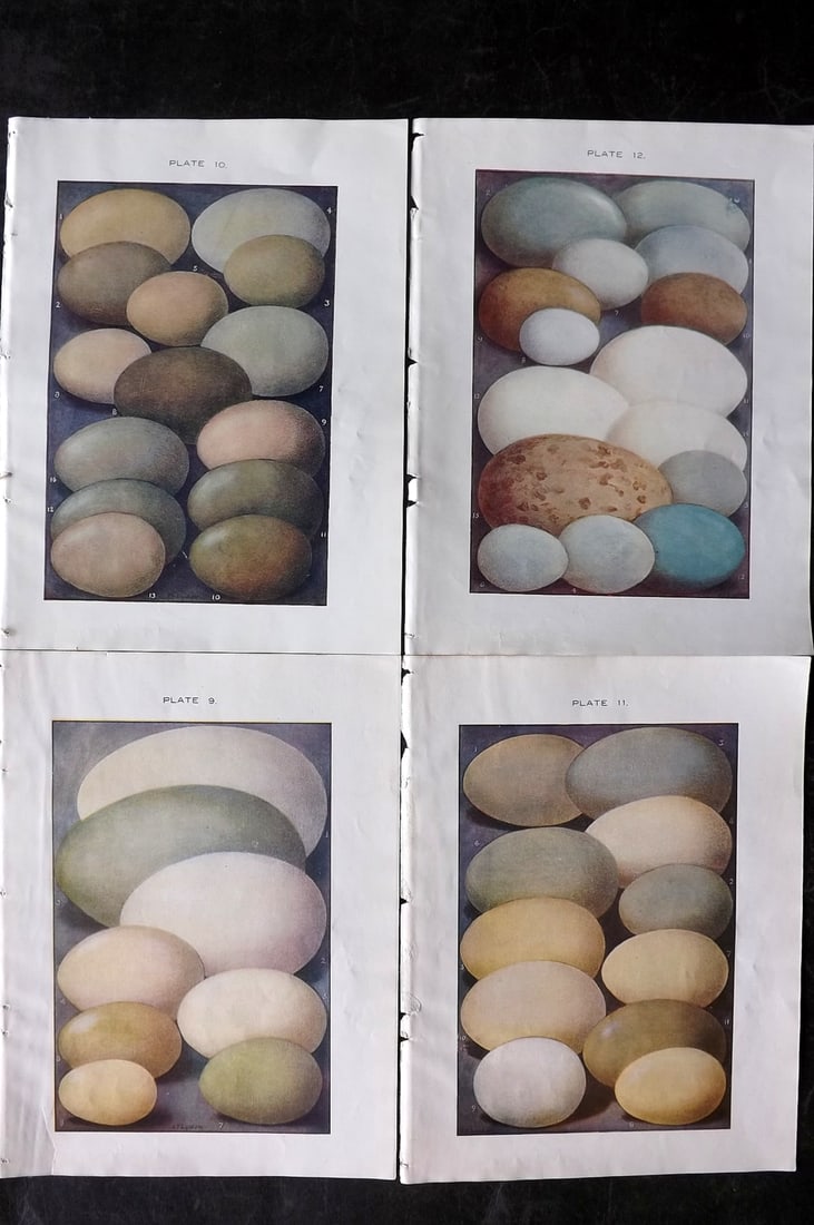 Lydon, Alexander 1910 Lot of 4 Antique Bird Prints (1 of 2)