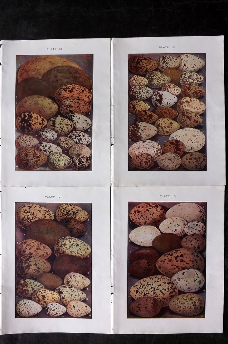 Lydon, Alexander 1910 Lot of 4 Antique Bird Prints (1 of 2)