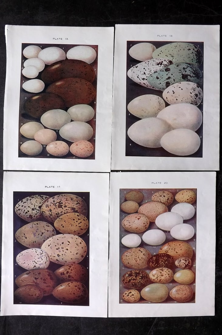 Lydon, Alexander 1910 Lot of 4 Antique Bird Prints (1 of 2)