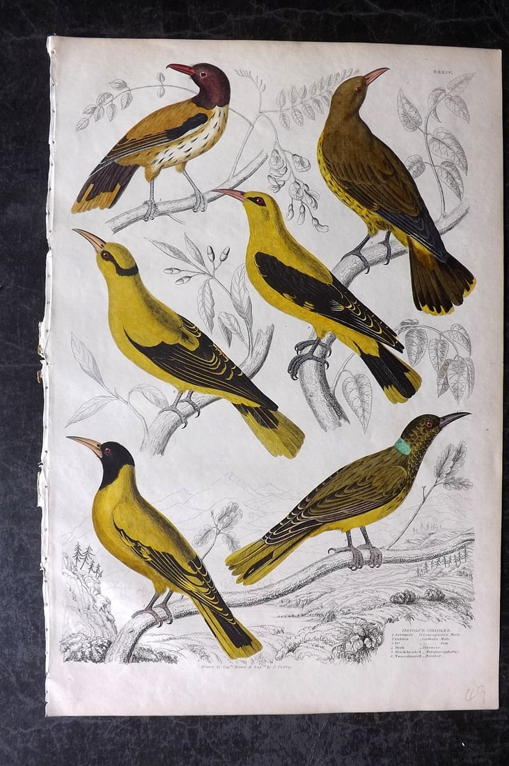 MacGillivray, William 1839 Folio Hand Col Bird Print. Oriole (1 of 2)