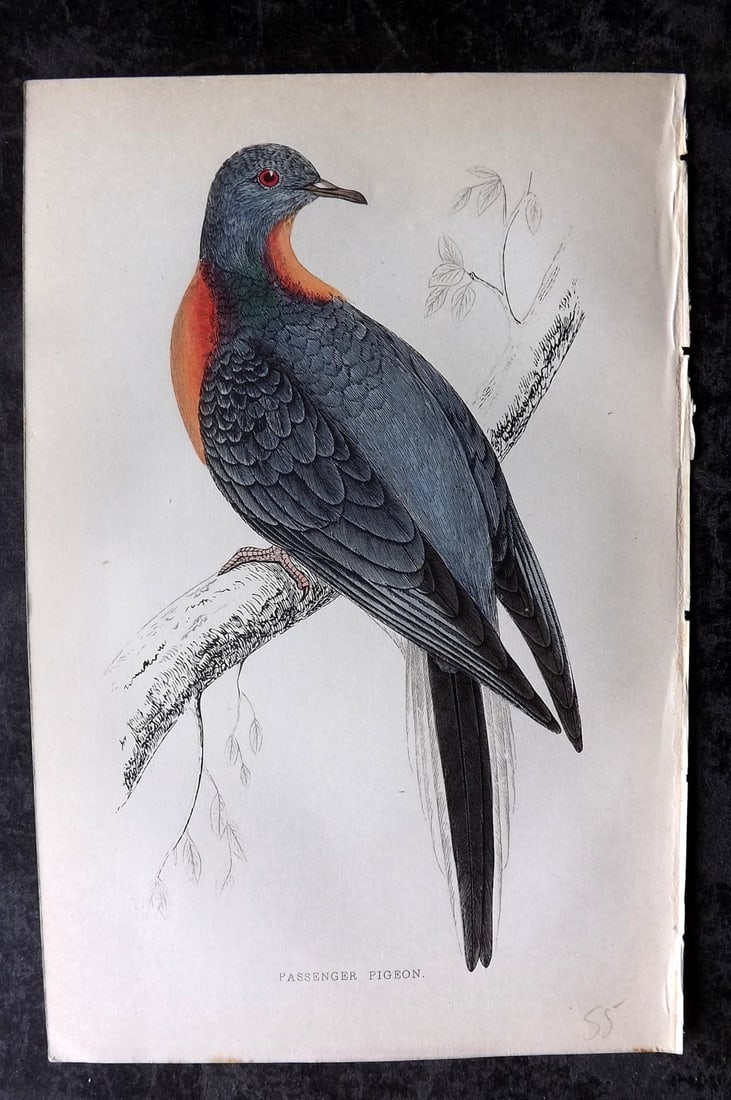 Morris, Francis 1867 Hand Col Bird Print. Extinct Passenger Pigeon (1 of 1)