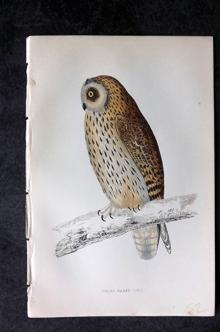 Morris, Francis 1867 Hand Col Bird Print. Short Eared Owl (1 of 1)
