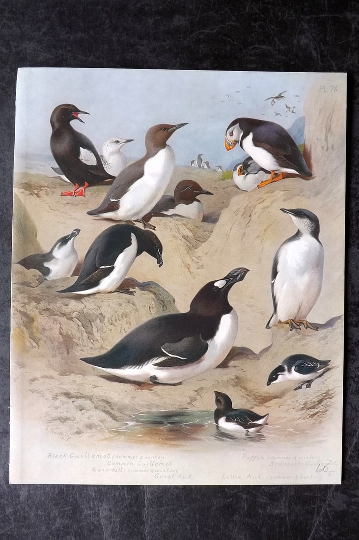 Thorburn, Archibald 1915 Pair of Rare Folio Bird Prints. Extinct Great Auk, Puffin etc (1 of 1)