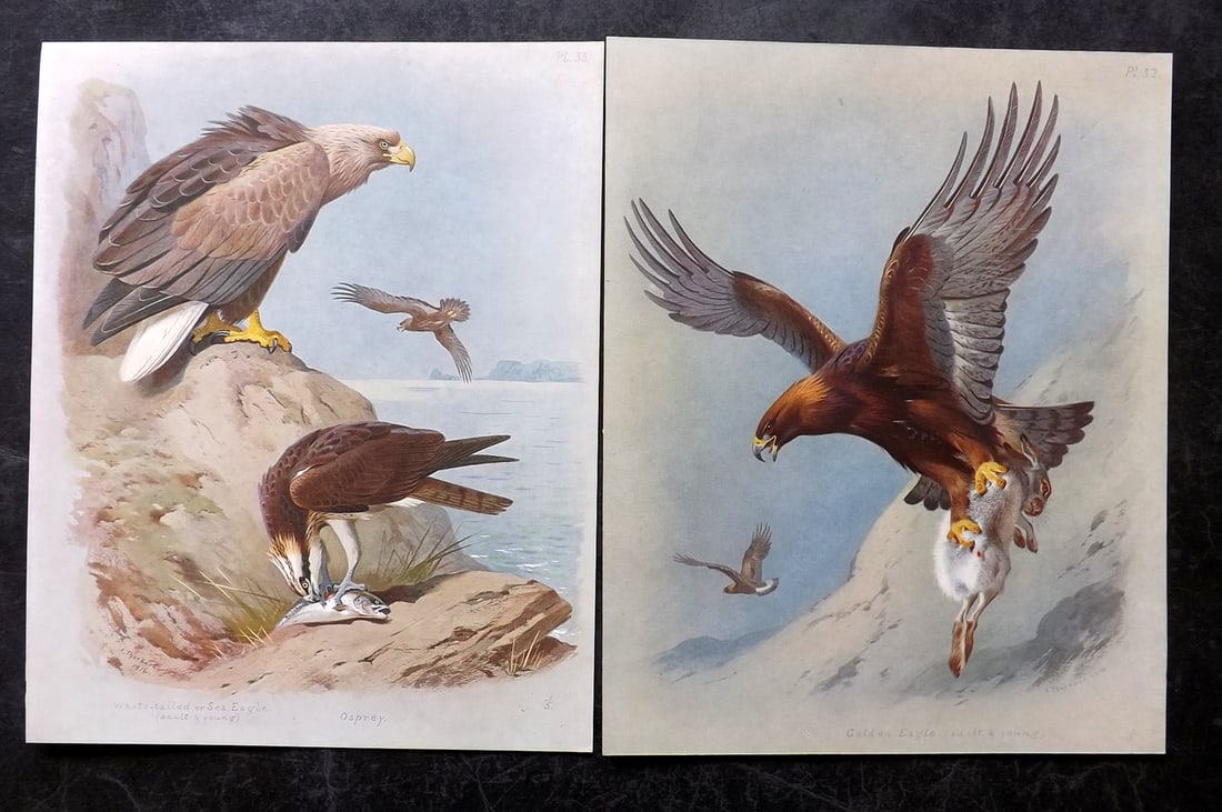 Thorburn, Archibald 1915 Pair of Rare Folio Bird Prints. Golden & Sea Eagle, Osprey (1 of 2)