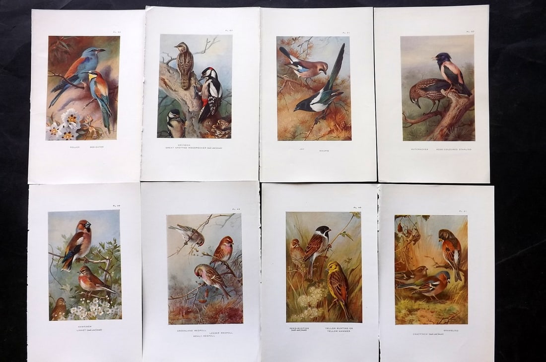 Thorburn, Archibald 1925 Lot of 8 Vintage Bird Prints: Vintage Offset Lithograph Published 1925-26, London for "British Birds" by Archibald Thorburn. Paper Size: 8.5 x 5.5 inch (22 x 14cm) Good Condition