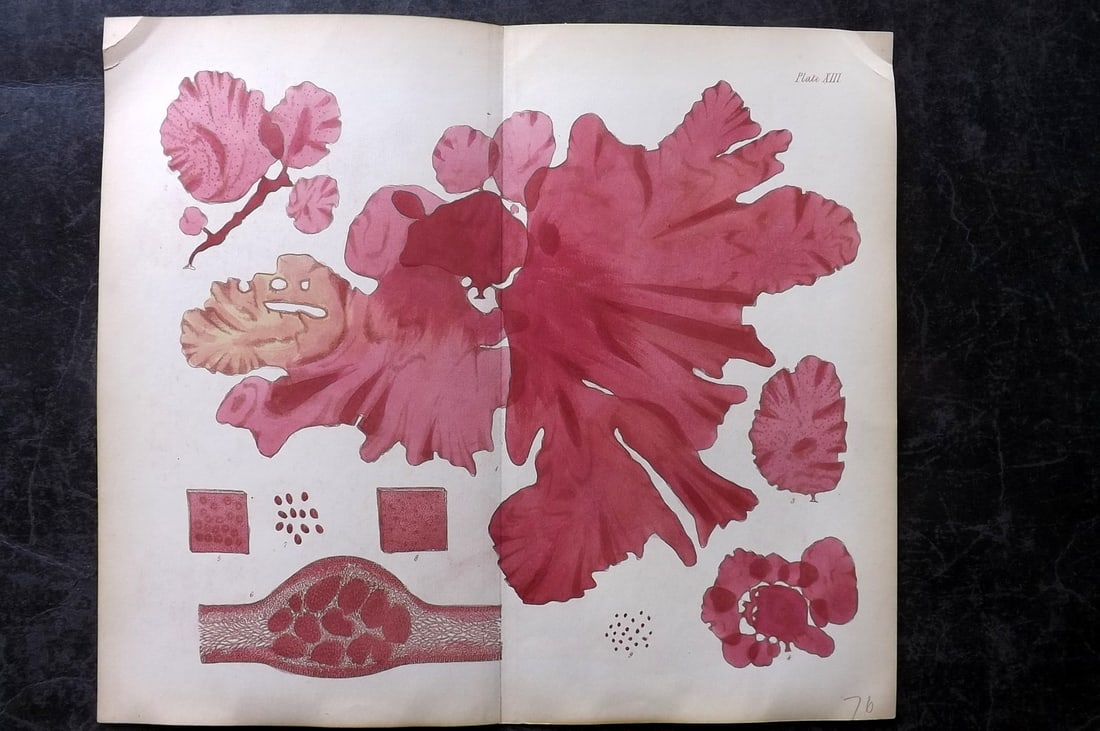 Harvey, William 1846 HCol Double Seaweed Print. Kalymenia Reniformis 13: Hand Colored Lithograph Published 1846-51, London for "Phycologia Britannica: or a History of British Sea-Weeds" First Edition by William Henry Harvey. With accompanying desriptive text. Rare. Centre 