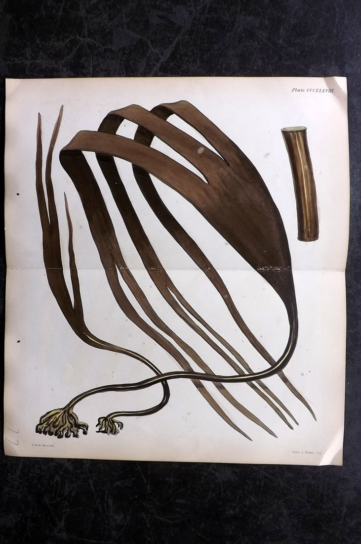 Harvey, William 1846 HCol Double Seaweed Print. Laminaria Digitata 238: Hand Colored Lithograph Published 1846-51, London for "Phycologia Britannica: or a History of British Sea-Weeds" First Edition by William Henry Harvey. With accompanying desriptive text. Rare. Centre 