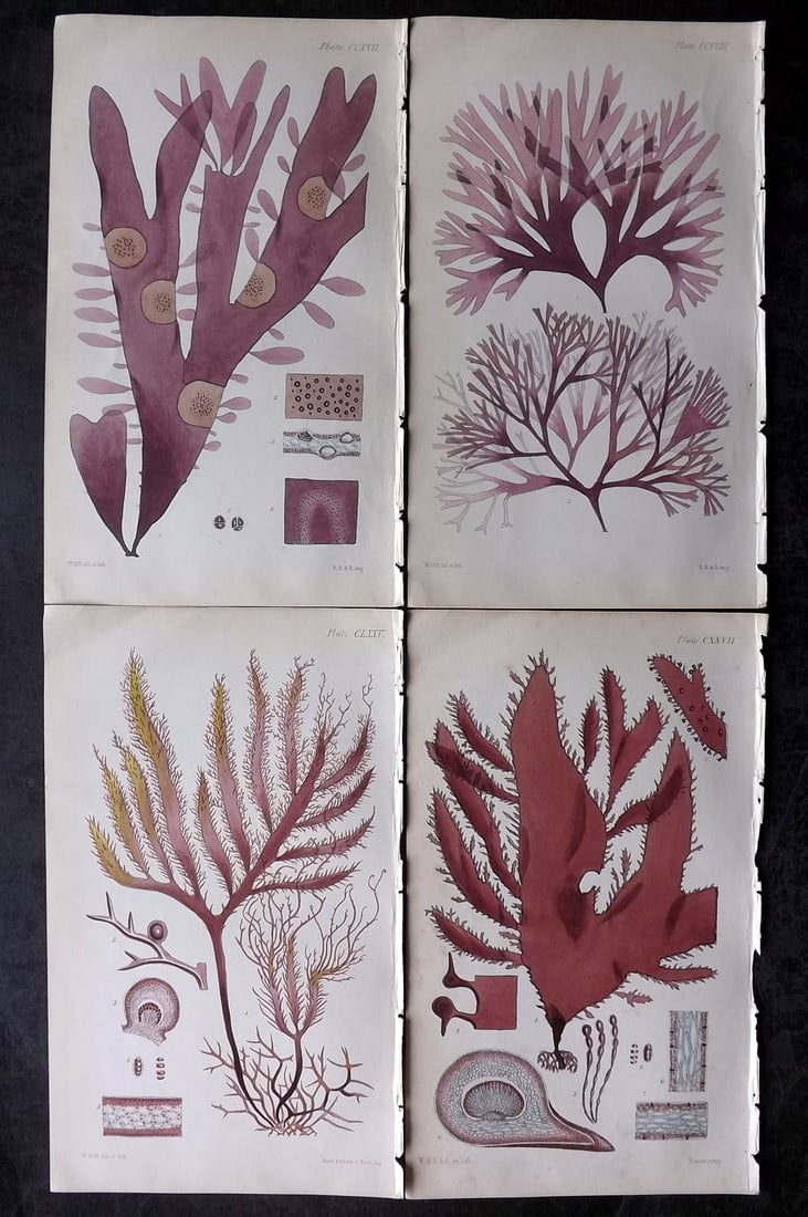Harvey, William 1846 Lot of 4 Hand Col Seaweed Prints: Hand Colored Lithograph Published 1846-51, London for "Phycologia Britannica: or a History of British Sea-Weeds" First Edition by William Henry Harvey. With accompanying desriptive text. Rare. Paper S