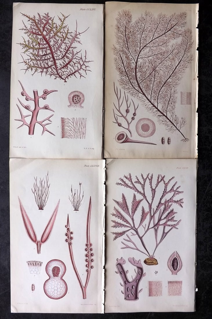 Harvey, William 1846 Lot of 4 Hand Col Seaweed Prints: Hand Colored Lithograph Published 1846-51, London for "Phycologia Britannica: or a History of British Sea-Weeds" First Edition by William Henry Harvey. With accompanying desriptive text. Rare. Paper S