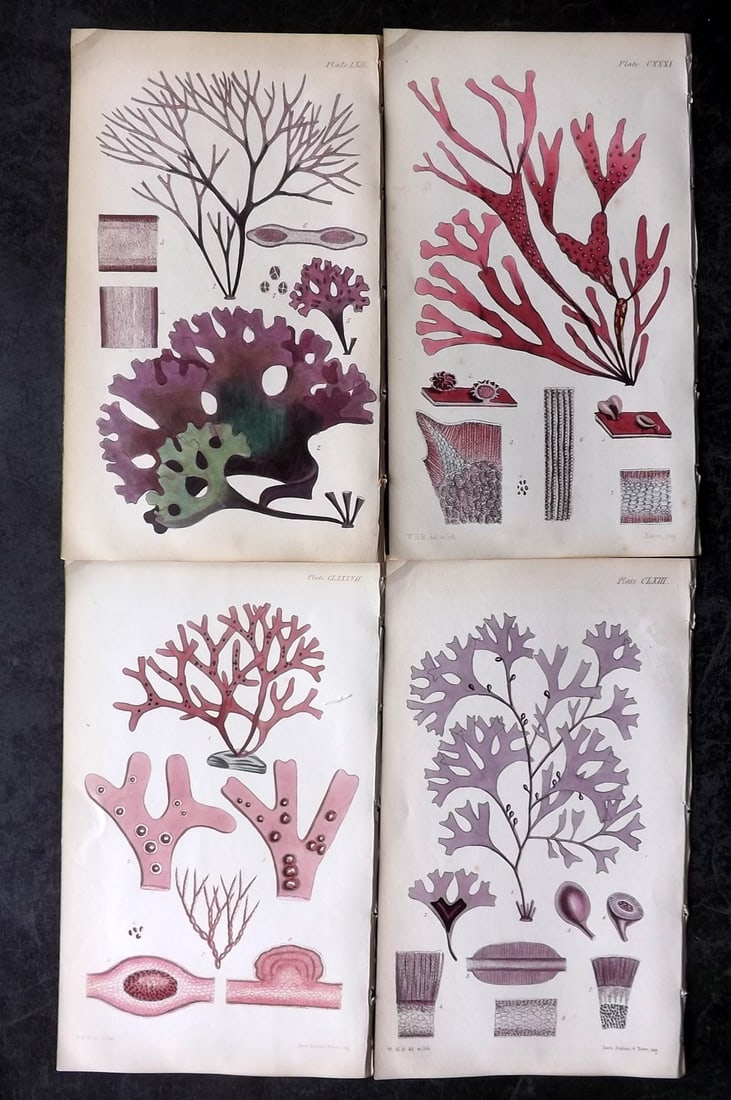 Harvey, William 1846 Lot of 4 Hand Col Seaweed Prints: Hand Colored Lithograph Published 1846-51, London for "Phycologia Britannica: or a History of British Sea-Weeds" First Edition by William Henry Harvey. With accompanying desriptive text. Rare. Paper S