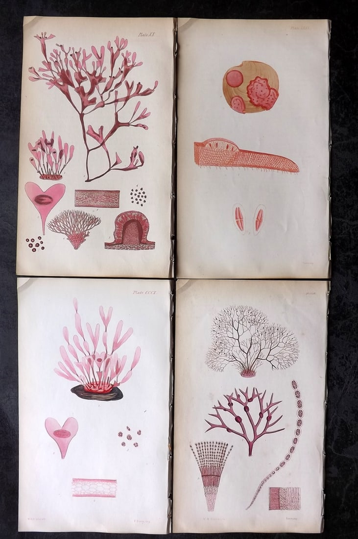 Harvey, William 1846 Lot of 4 Hand Col Seaweed Prints: Hand Colored Lithograph Published 1846-51, London for "Phycologia Britannica: or a History of British Sea-Weeds" First Edition by William Henry Harvey. With accompanying desriptive text. Rare. Paper S