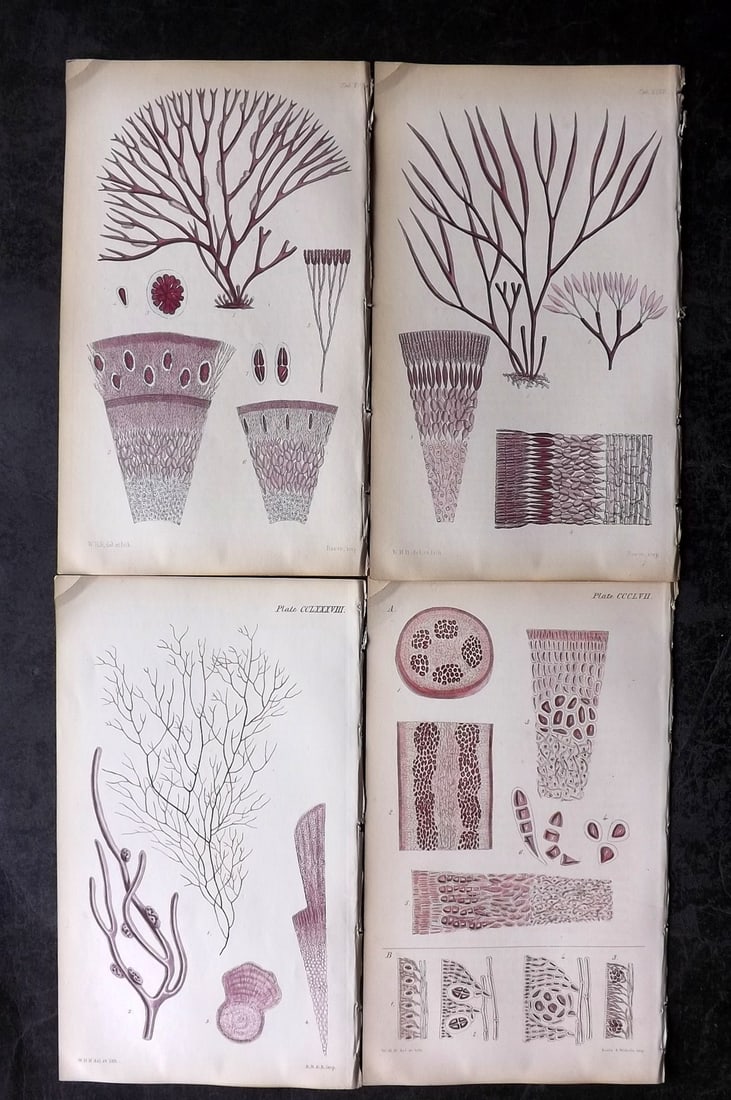 Harvey, William 1846 Lot of 4 Hand Col Seaweed Prints: Hand Colored Lithograph Published 1846-51, London for "Phycologia Britannica: or a History of British Sea-Weeds" First Edition by William Henry Harvey. With accompanying desriptive text. Rare. Paper S