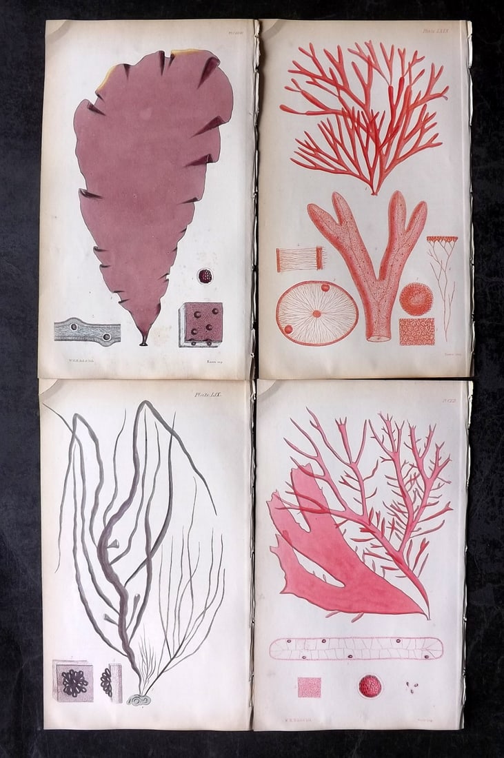 Harvey, William 1846 Lot of 4 Hand Col Seaweed Prints: Hand Colored Lithograph Published 1846-51, London for "Phycologia Britannica: or a History of British Sea-Weeds" First Edition by William Henry Harvey. With accompanying desriptive text. Rare. Paper S