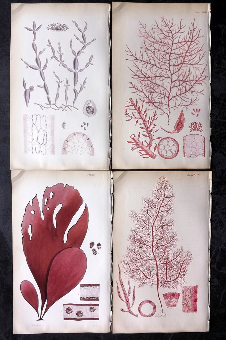 Harvey, William 1846 Lot of 4 Hand Col Seaweed Prints: Hand Colored Lithograph Published 1846-51, London for "Phycologia Britannica: or a History of British Sea-Weeds" First Edition by William Henry Harvey. With accompanying desriptive text. Rare. Paper S