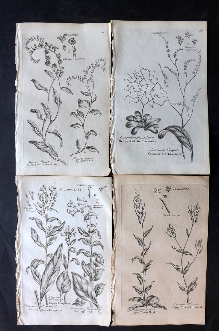 Hill & Culpeper 1802 Lot of 4 Antique Botanical Prints: Copper Plates Published 1802, London for "Culpeper's English Family Physician" by Nicholas Culpeper, Joshua Hamilton and William Saunders. Illustrations from John Hill's Vegetable System. Paper Size: