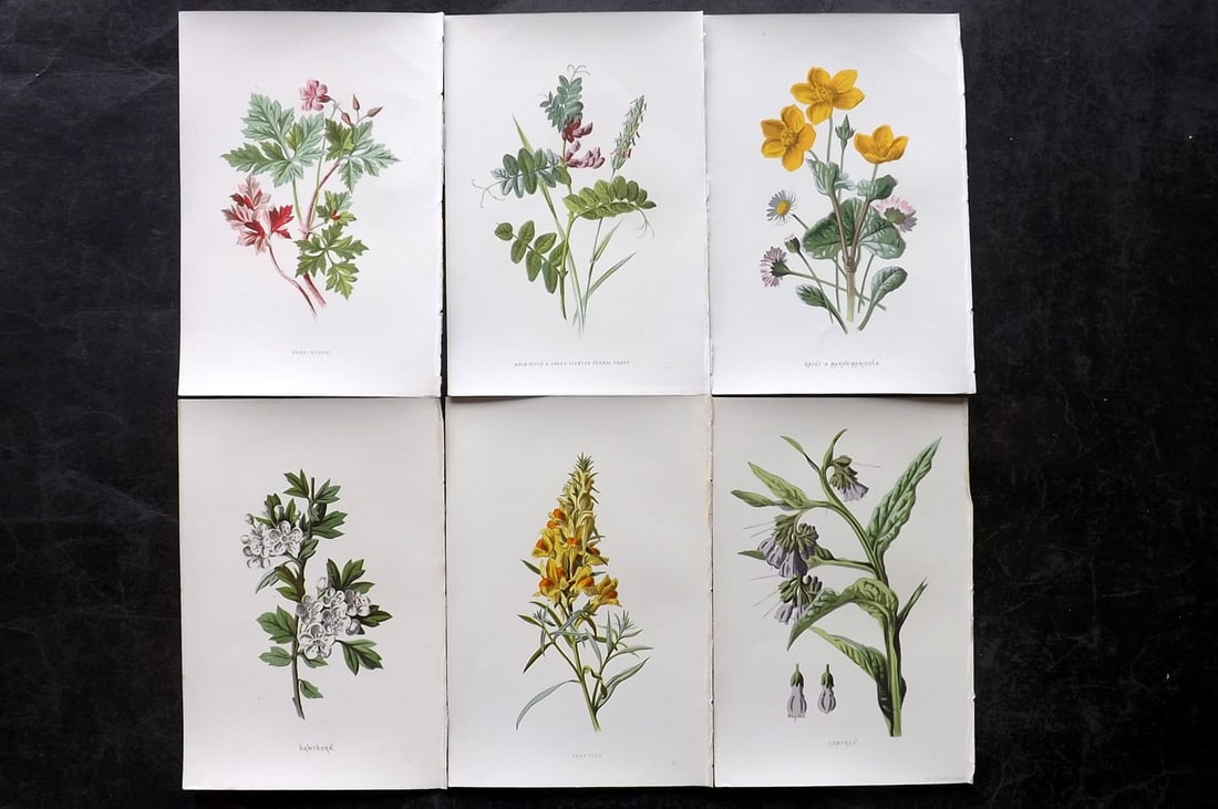 Hulme, Edward 1878 Lot of 6 Botanical Prints. 1st Ed. Wild Flowers: Chromolithographs Published 1878-84, London for "Familiar Wild Flowers" First Edition by F. Edward Hulme & Shirley Hibberd. Paper Size: 7.5 x 5 inch (19 x 13cm) Good Condition