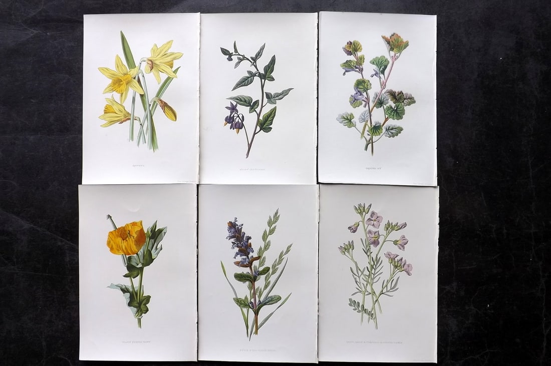 Hulme, Edward 1878 Lot of 6 Botanical Prints. 1st Ed. Wild Flowers: Chromolithographs Published 1878-84, London for "Familiar Wild Flowers" First Edition by F. Edward Hulme & Shirley Hibberd. Paper Size: 7.5 x 5 inch (19 x 13cm) Good Condition