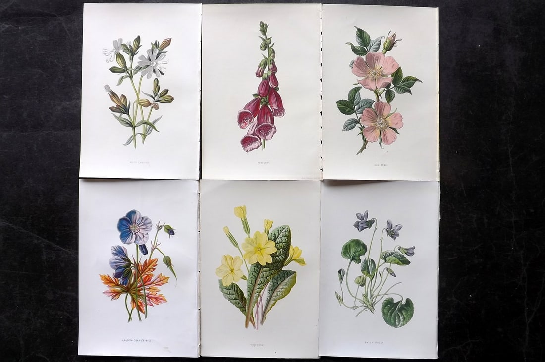 Hulme, Edward 1878 Lot of 6 Botanical Prints. 1st Ed. Wild Flowers: Chromolithographs Published 1878-84, London for "Familiar Wild Flowers" First Edition by F. Edward Hulme & Shirley Hibberd. Paper Size: 7.5 x 5 inch (19 x 13cm) Good Condition