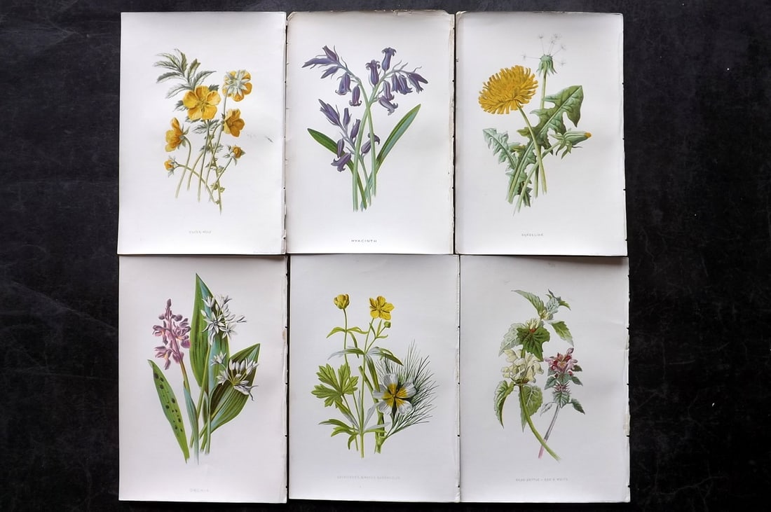 Hulme, Edward 1878 Lot of 6 Botanical Prints. 1st Ed. Wild Flowers: Chromolithographs Published 1878-84, London for "Familiar Wild Flowers" First Edition by F. Edward Hulme & Shirley Hibberd. Paper Size: 7.5 x 5 inch (19 x 13cm) Good Condition