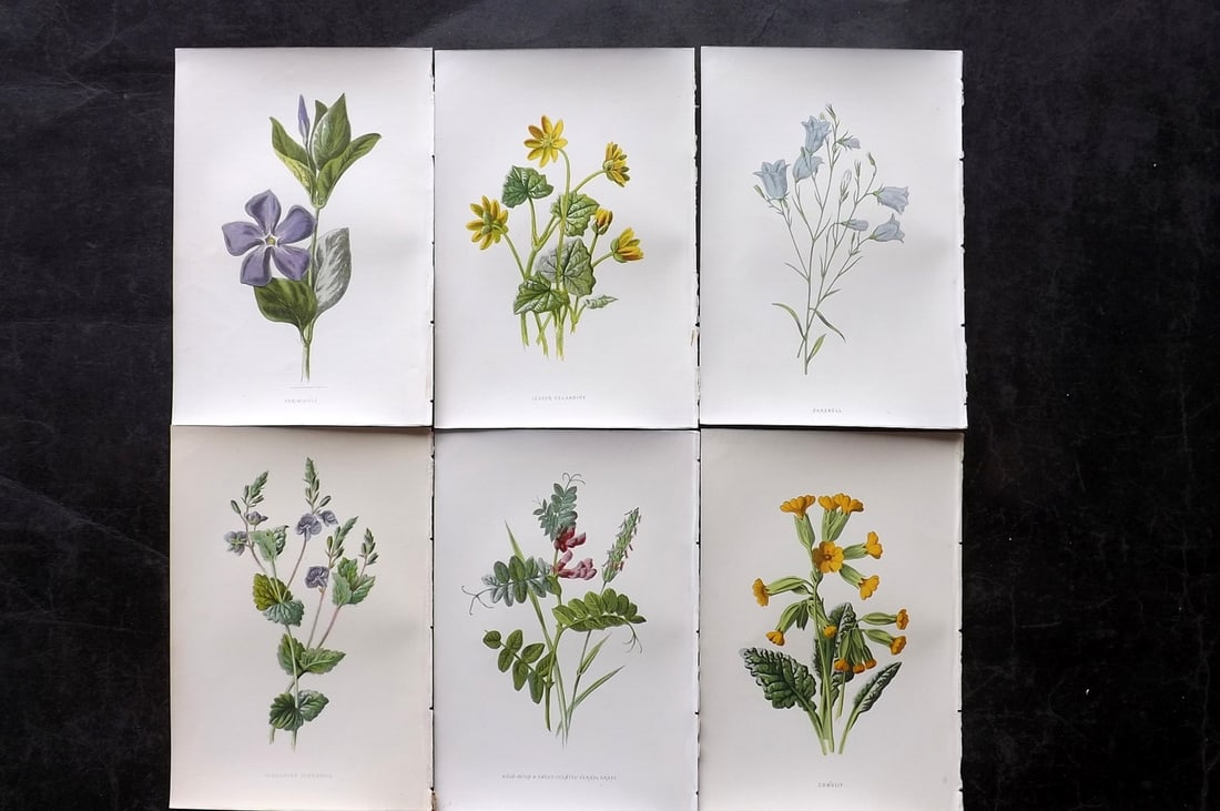 Hulme, Edward 1878 Lot of 6 Botanical Prints. 1st Ed. Wild Flowers: Chromolithographs Published 1878-84, London for "Familiar Wild Flowers" First Edition by F. Edward Hulme & Shirley Hibberd. Paper Size: 7.5 x 5 inch (19 x 13cm) Good Condition