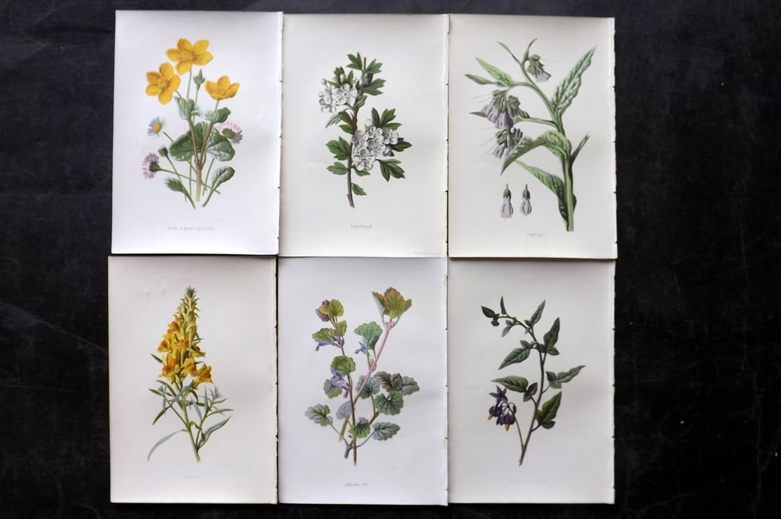 Hulme, Edward 1878 Lot of 6 Botanical Prints. 1st Ed. Wild Flowers: Chromolithographs Published 1878-84, London for "Familiar Wild Flowers" First Edition by F. Edward Hulme & Shirley Hibberd. Paper Size: 7.5 x 5 inch (19 x 13cm) Good Condition
