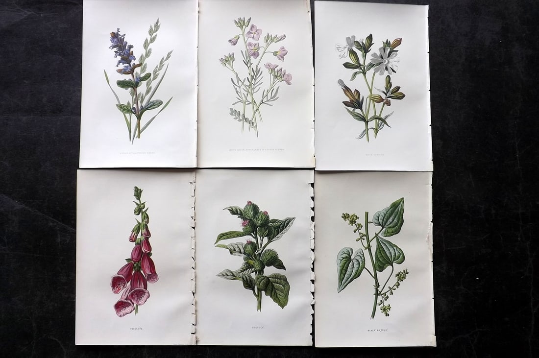 Hulme, Edward 1878 Lot of 6 Botanical Prints. 1st Ed. Wild Flowers: Chromolithographs Published 1878-84, London for "Familiar Wild Flowers" First Edition by F. Edward Hulme & Shirley Hibberd. Paper Size: 7.5 x 5 inch (19 x 13cm) Good Condition