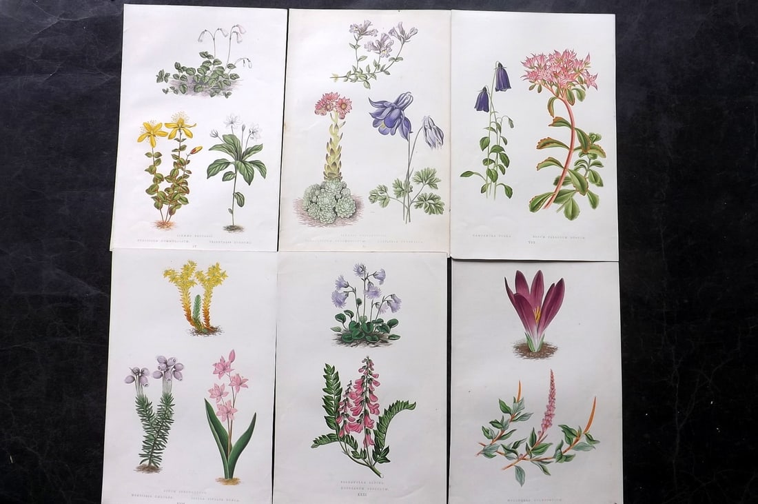 Wooster, David 1872 Lot of 6 Alpine Botanical Prints (1 of 2)