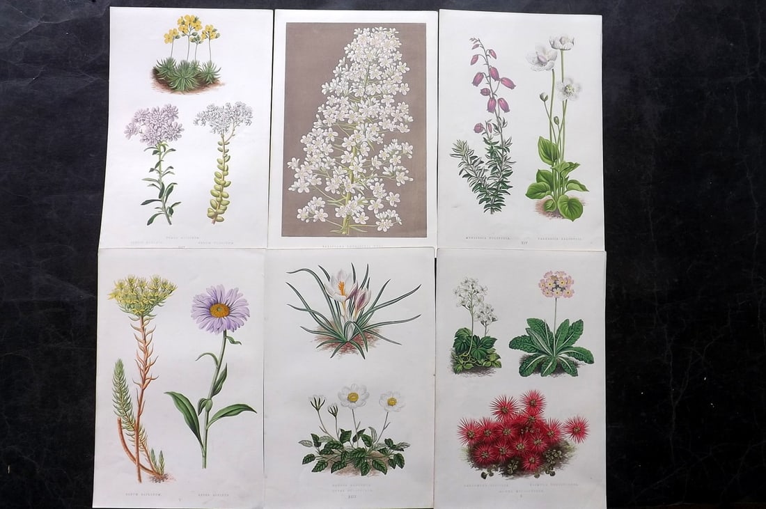 Wooster, David 1872 Lot of 6 Alpine Botanical Prints (1 of 2)