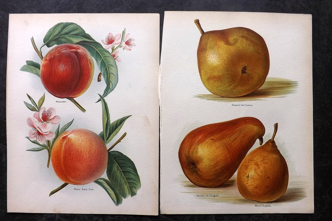 Wright, John 1894 Pair of Antique Fruit Prints: Chromolithographs Published 1892-4 by J.S. Virtue & Co, London for "The Fruit Growers Guide" First Edition by John Wright. Paper Size: 11 x 8 inch (28 x 21cm) One with minor margin tone mark. Good Con