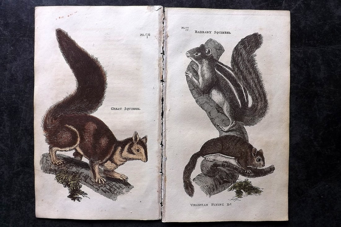 Brightly (Pub) 1811 Pair of Hand Col Prints. Squirrels: Hand Colored Copper Plate Published 1811 by Brightly & Co, Bungay for "The Natural History of Quadrupeds and Cetaceous Animals" By Various Authors - Many images taken from George Shaw's "General Zoolo