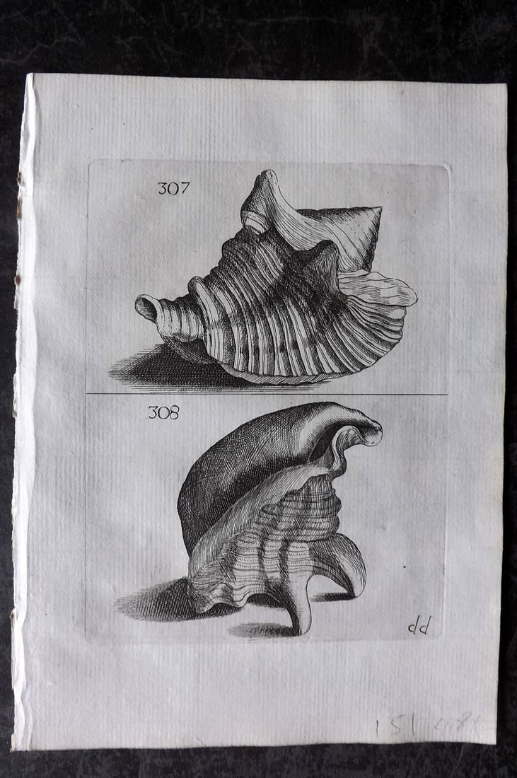 Buonanni, Filippo 1684 Rare Antique Shell Print 307-308 (1 of 1)