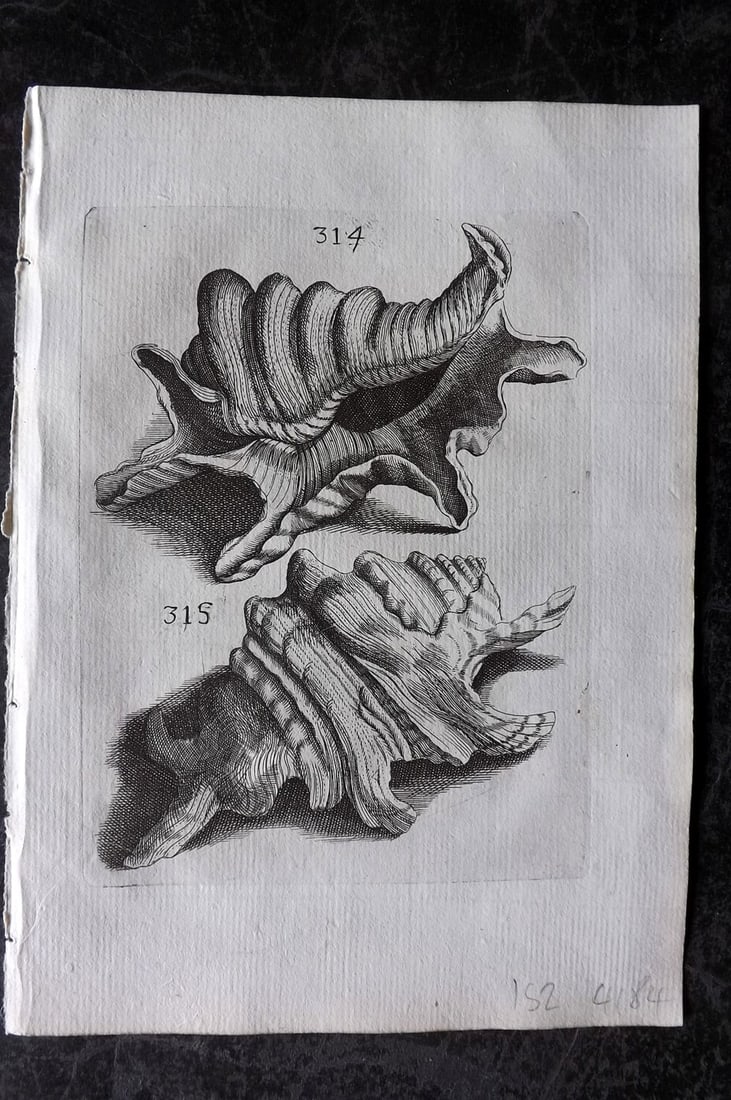 Buonanni, Filippo 1684 Rare Antique Shell Print 314-315 (1 of 1)