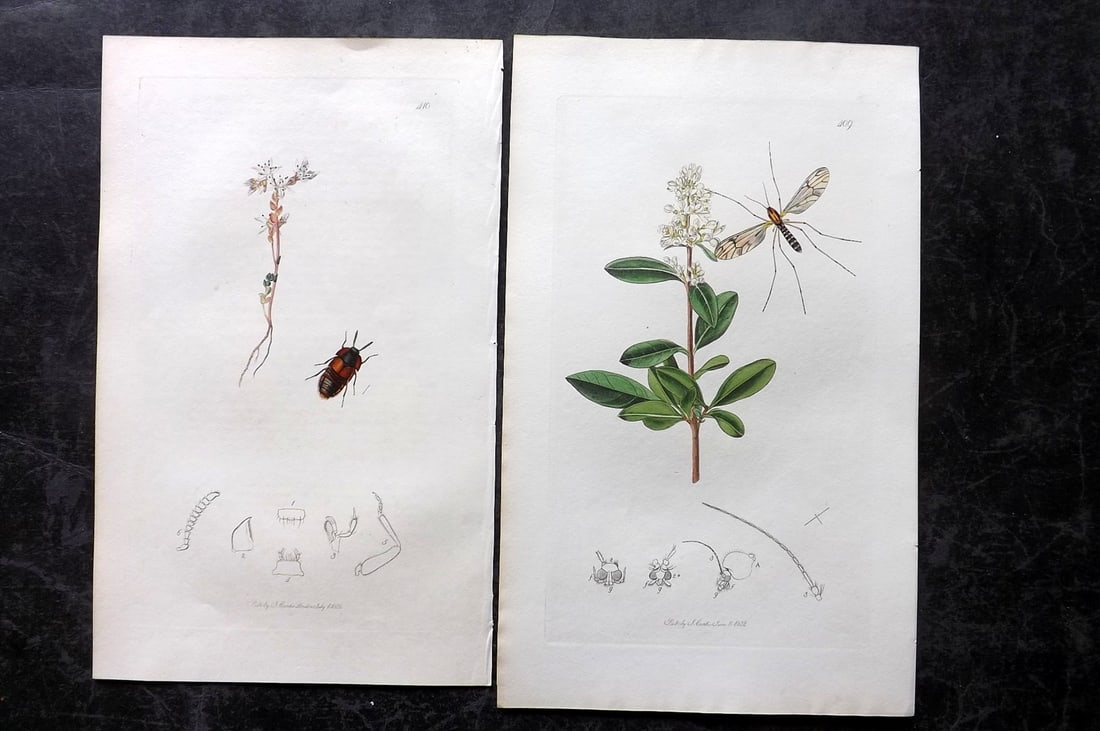 Curtis, John 1832 Pair of HCol Insect Botanical Prints, First Edition: Hand Colored Etchings Published 1823-39, London for "British Entomology: Being Illustrations and Descriptions of the Genera of Insects found in Great Britain and Ireland" First Edition by John Curtis.