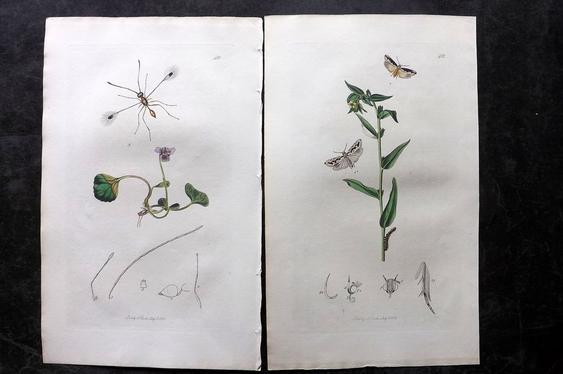 Curtis, John 1832 Pair of HCol Insect Botanical Prints, First Edition: Hand Colored Etchings Published 1823-39, London for "British Entomology: Being Illustrations and Descriptions of the Genera of Insects found in Great Britain and Ireland" First Edition by John Curtis.