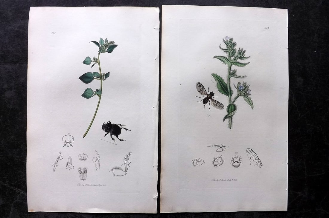 Curtis, John 1832 Pair of HCol Insect Botanical Prints, First Edition: Hand Colored Etchings Published 1823-39, London for "British Entomology: Being Illustrations and Descriptions of the Genera of Insects found in Great Britain and Ireland" First Edition by John Curtis.