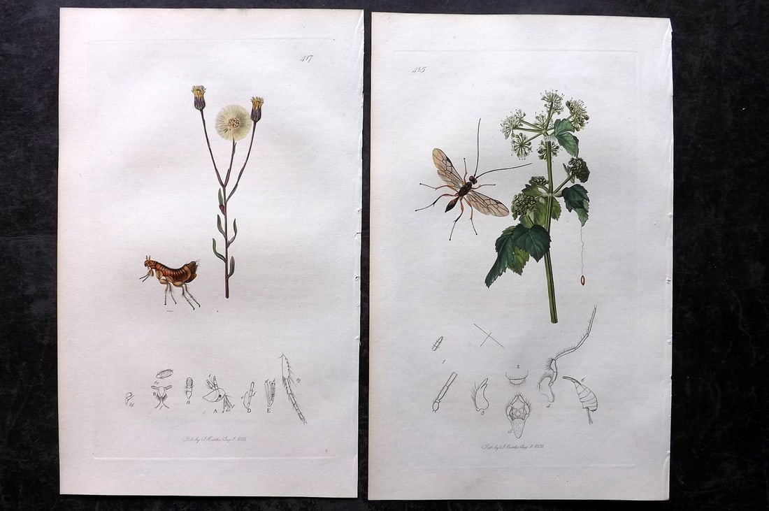 Curtis, John 1832 Pair of HCol Insect Botanical Prints, First Edition: Hand Colored Etchings Published 1823-39, London for "British Entomology: Being Illustrations and Descriptions of the Genera of Insects found in Great Britain and Ireland" First Edition by John Curtis.