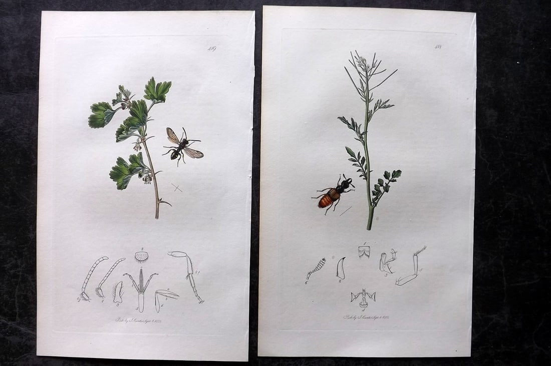 Curtis, John 1832 Pair of HCol Insect Botanical Prints, First Edition: Hand Colored Etchings Published 1823-39, London for "British Entomology: Being Illustrations and Descriptions of the Genera of Insects found in Great Britain and Ireland" First Edition by John Curtis.