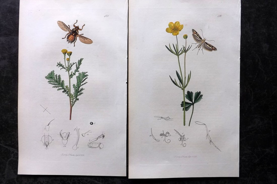 Curtis, John 1832 Pair of HCol Insect Botanical Prints, First Edition: Hand Colored Etchings Published 1823-39, London for "British Entomology: Being Illustrations and Descriptions of the Genera of Insects found in Great Britain and Ireland" First Edition by John Curtis.