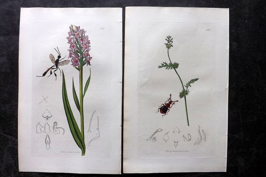 Curtis, John 1832 Pair of HCol Insect Botanical Prints, First Edition: Hand Colored Etchings Published 1823-39, London for "British Entomology: Being Illustrations and Descriptions of the Genera of Insects found in Great Britain and Ireland" First Edition by John Curtis.