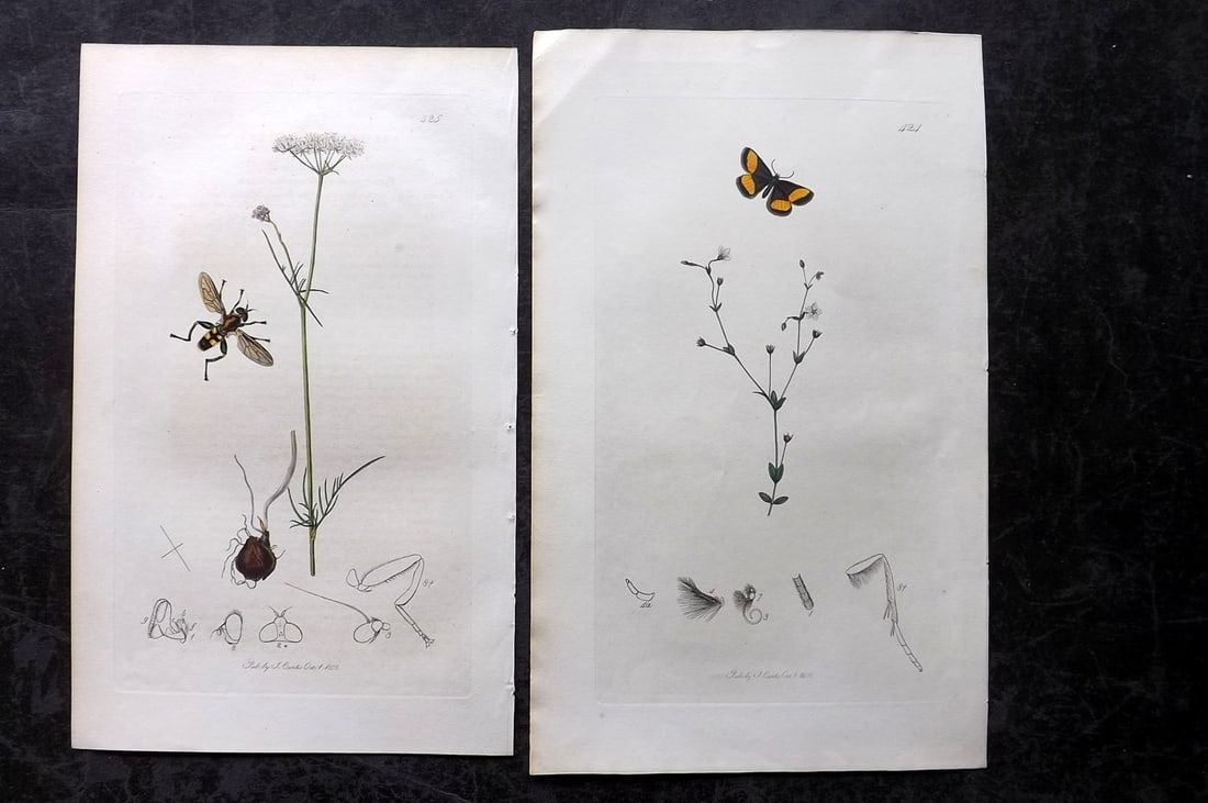 Curtis, John 1832 Pair of HCol Insect Botanical Prints, First Edition: Hand Colored Etchings Published 1823-39, London for "British Entomology: Being Illustrations and Descriptions of the Genera of Insects found in Great Britain and Ireland" First Edition by John Curtis.