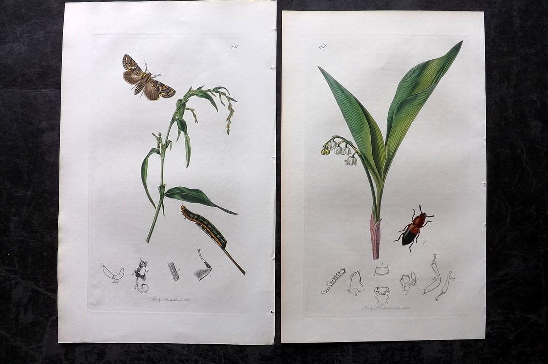 Curtis, John 1832 Pair of HCol Insect Botanical Prints, First Edition: Hand Colored Etchings Published 1823-39, London for "British Entomology: Being Illustrations and Descriptions of the Genera of Insects found in Great Britain and Ireland" First Edition by John Curtis.