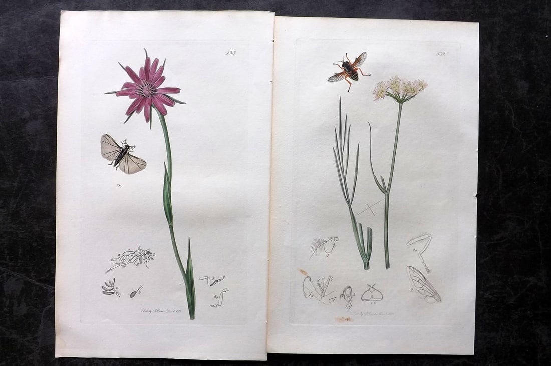 Curtis, John 1832 Pair of HCol Insect Botanical Prints, First Edition: Hand Colored Etchings Published 1823-39, London for "British Entomology: Being Illustrations and Descriptions of the Genera of Insects found in Great Britain and Ireland" First Edition by John Curtis.