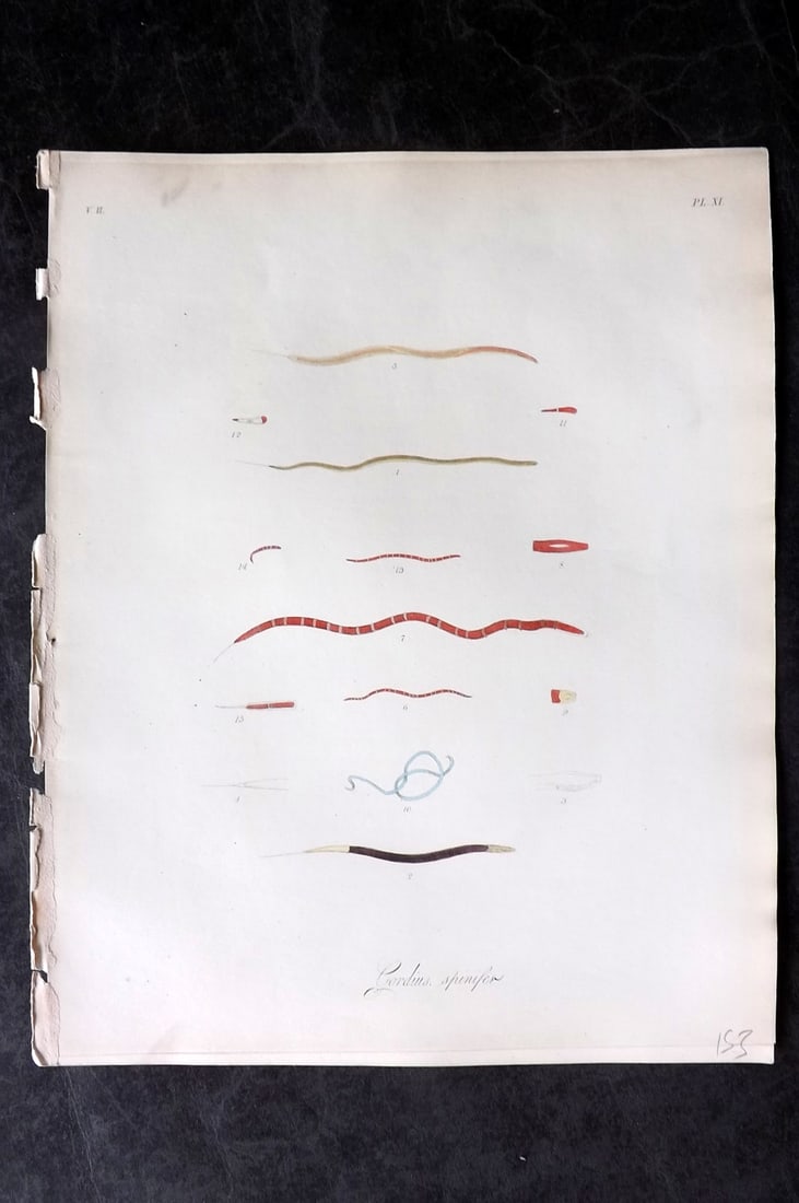 Dalyell. John 1853 Scarce Hand Col Sea Life Print. Gordius Spinifer 11: Hand Colored Etching Published 1851-58, London for "The Powers of the Creator displayed in the Creation..." by Sir John Graham Dalyell. Paper Size: 11 x 8.5 inch (28 x 22cm) Good Condition